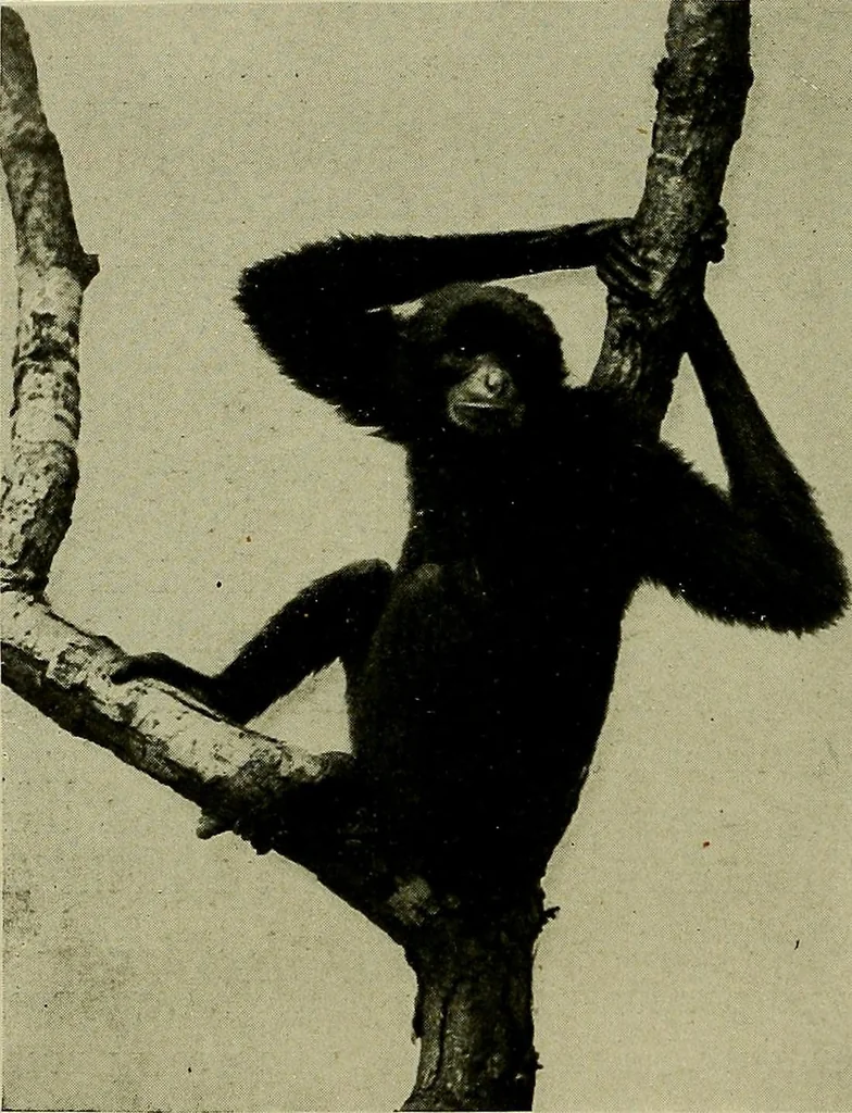 An illustration from Men of the old stone age, their environment, life and art, 1918, leaf 93