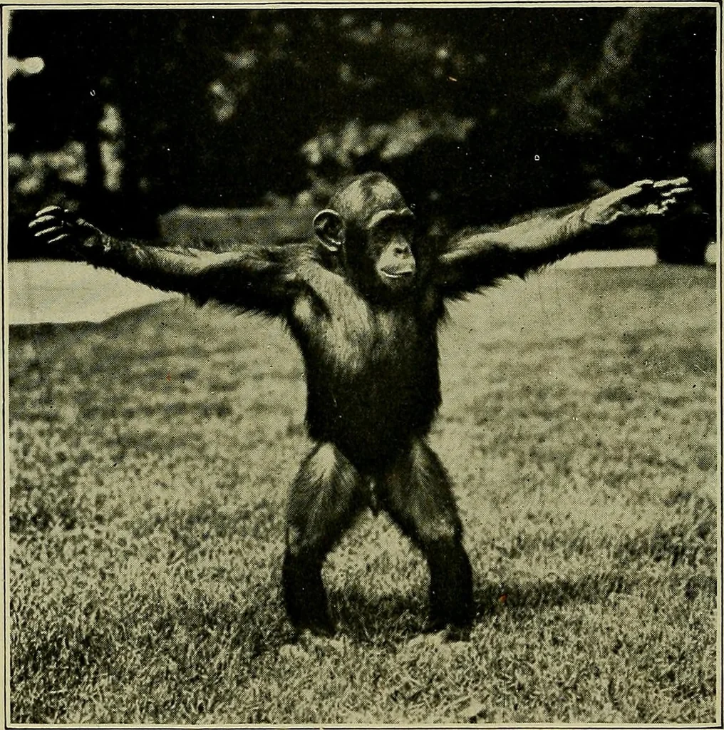 An illustration from Men of the old stone age, their environment, life and art, 1918, leaf 95