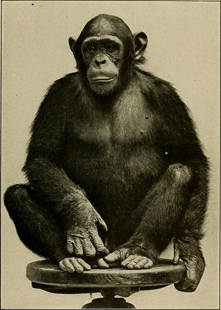 An illustration from Men of the old stone age, their environment, life and art, 1918, leaf 96