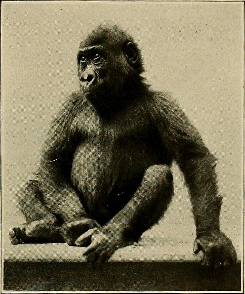 An illustration from Men of the old stone age, their environment, life and art, 1918, leaf 98