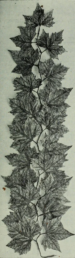 An illustration from Men's wear of Canada (January-December 1913), 1913, leaf 374
