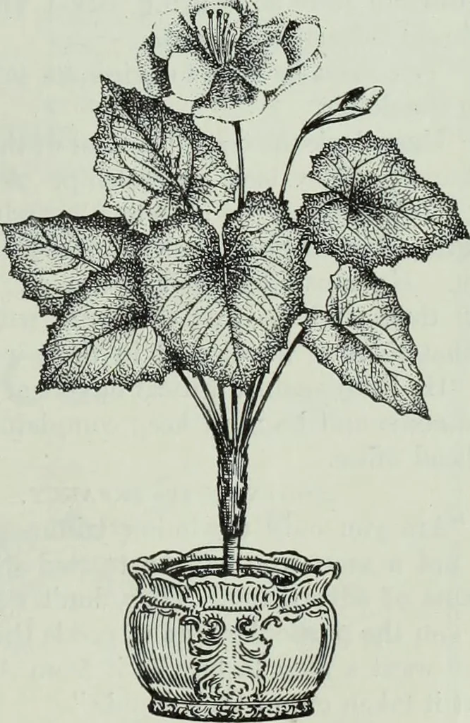 An illustration from Men's wear of Canada (January-December 1913), 1913, leaf 374
