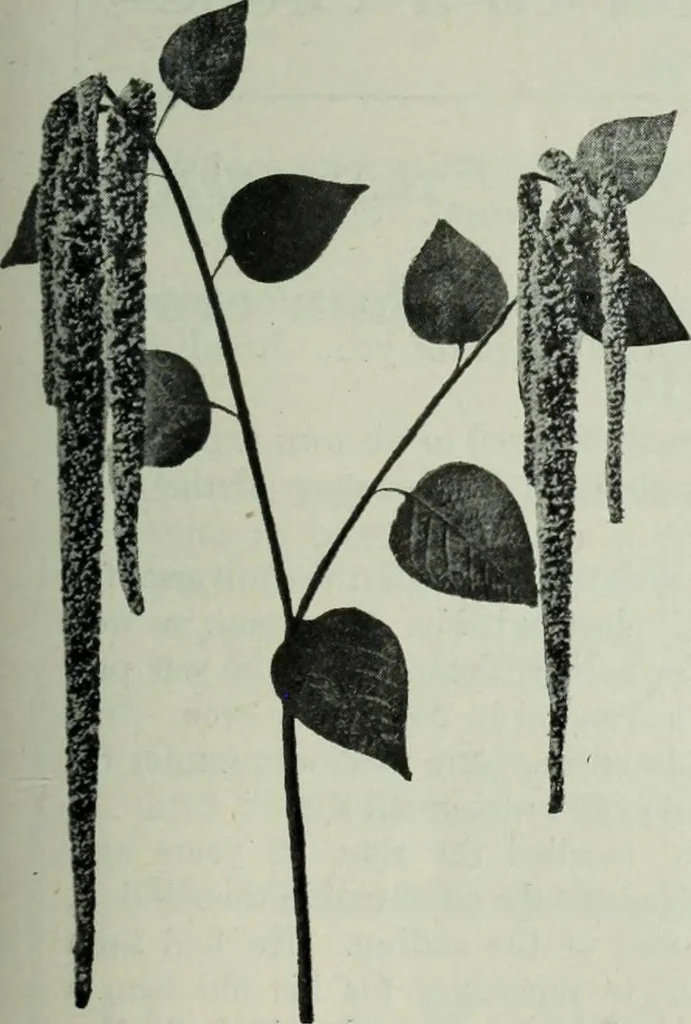 An illustration from Men's wear of Canada (January-December 1913), 1913, leaf 386
