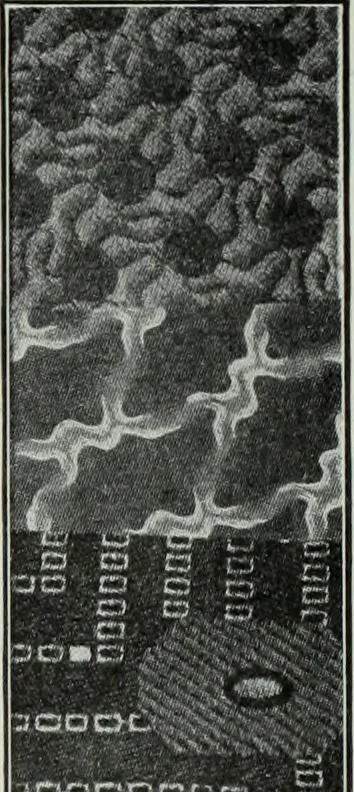 An illustration from Men's wear of Canada (January-December 1913), 1913, leaf 448