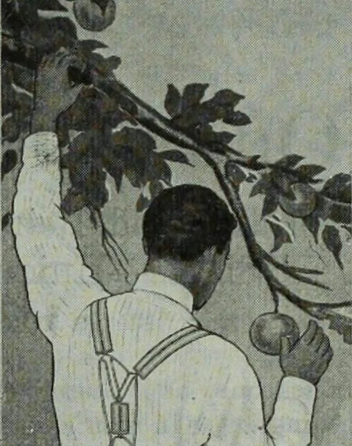 An illustration from Men's wear of Canada (January-December 1915), 1915, leaf 54