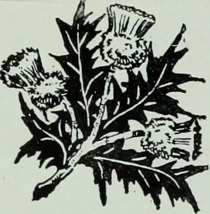 An illustration from Men's wear of Canada (January-December 1915), 1915, leaf 664