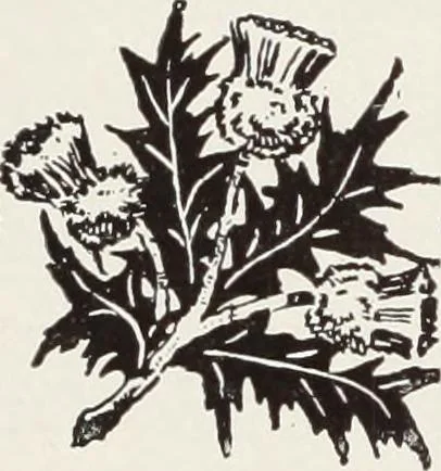 An illustration from Men's wear of Canada (January-December 1916), 1916, leaf 209