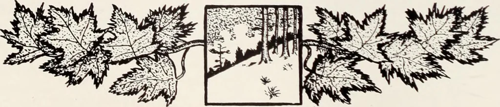An illustration from Men's wear of Canada (January-December 1916), 1916, leaf 31