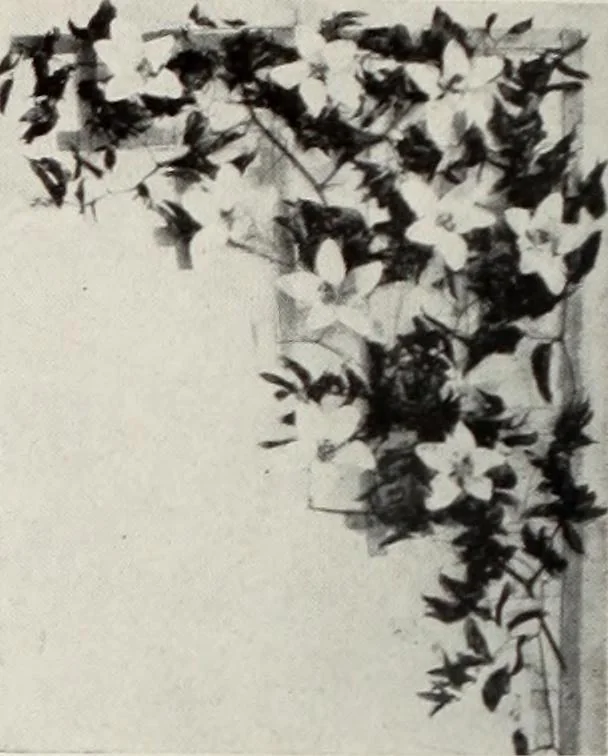 An illustration from Men's wear of Canada (January-December 1917), 1917, leaf 499