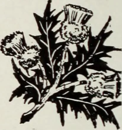 An illustration from Men's wear of Canada (January-December 1917), 1917, leaf 549