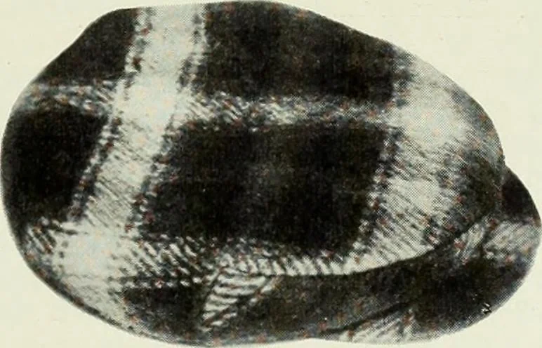 An illustration from Men's wear of Canada (January-December 1918), 1918, leaf 136