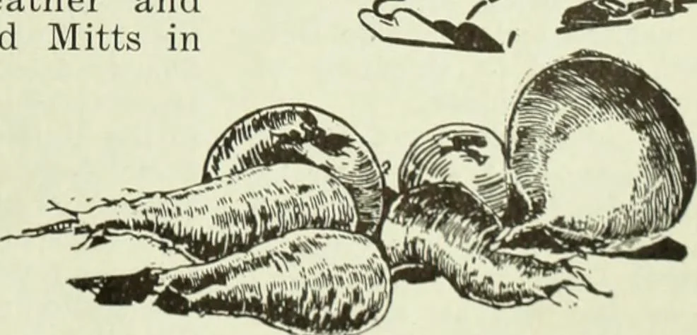An illustration from Men's wear of Canada (January-December 1918), 1918, leaf 520