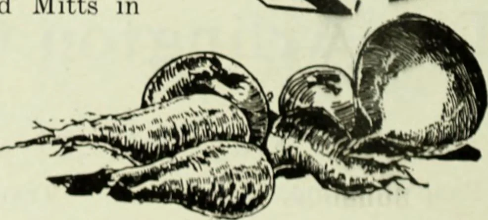 An illustration from Men's wear of Canada (January-December 1918), 1918, leaf 539