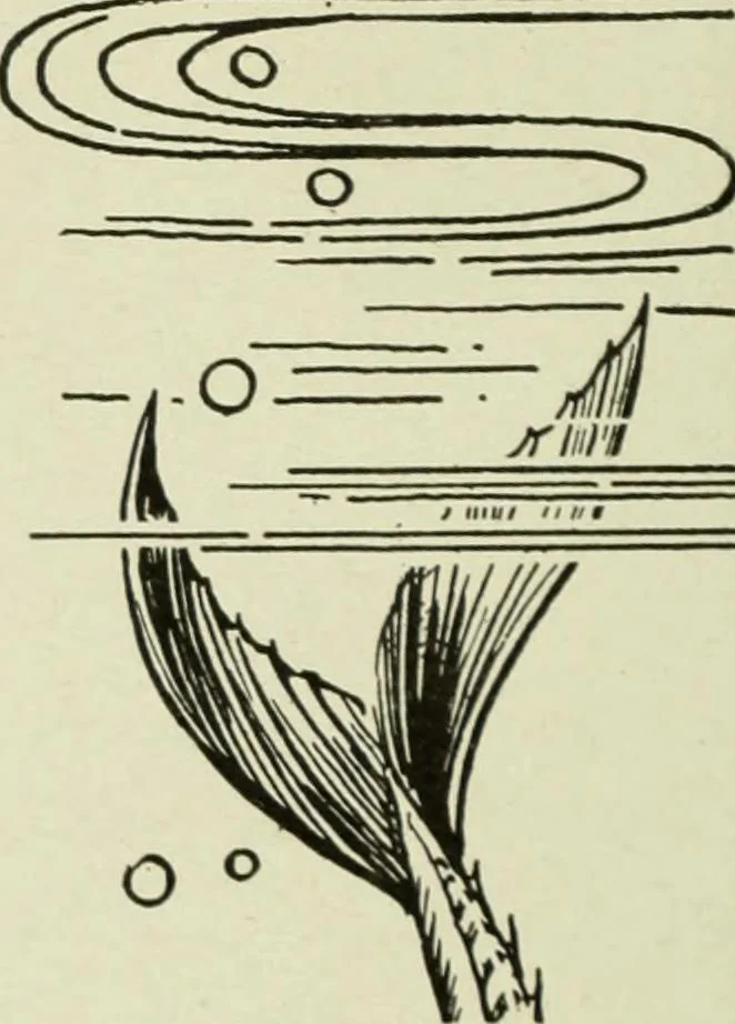 An illustration from Men's wear of Canada (January-December 1918), 1918, leaf 747