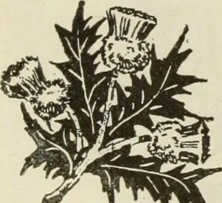 An illustration from Men's wear of Canada (January-December 1919), 1919, leaf 259