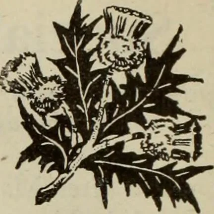 An illustration from Men's wear of Canada (January-December 1919), 1919, leaf 441