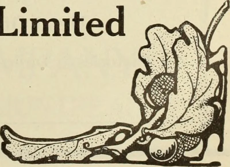 An illustration from Men's wear of Canada (January-December 1919), 1919, leaf 622
