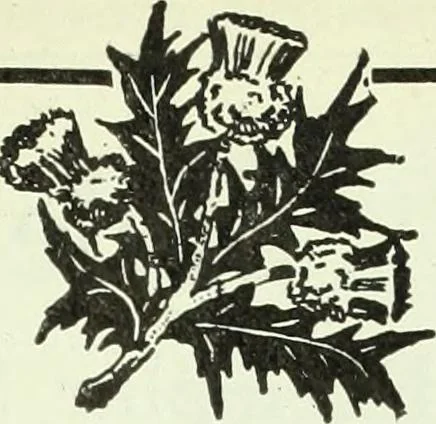 An illustration from Men's wear of Canada (January-December 1920), 1920, leaf 344