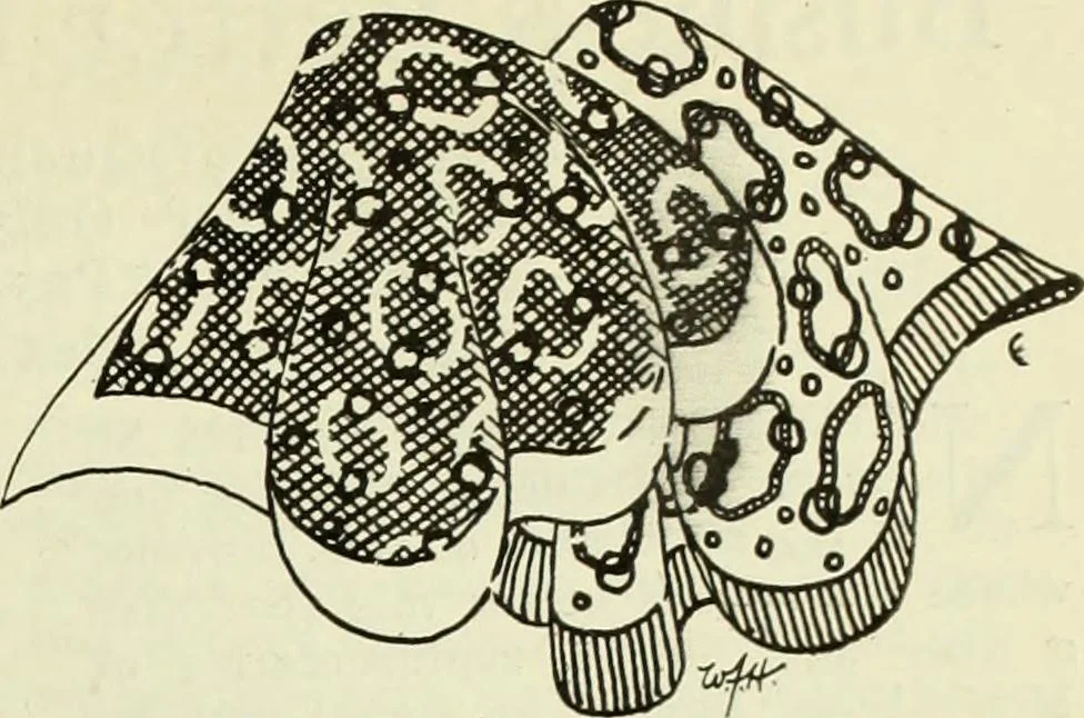 An illustration from Men's wear of Canada (January-December 1922), 1922, leaf 50