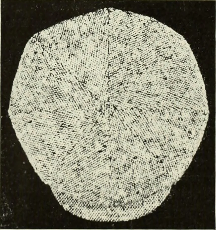 An illustration from Men's wear of Canada (January-December 1922), 1922, leaf 638