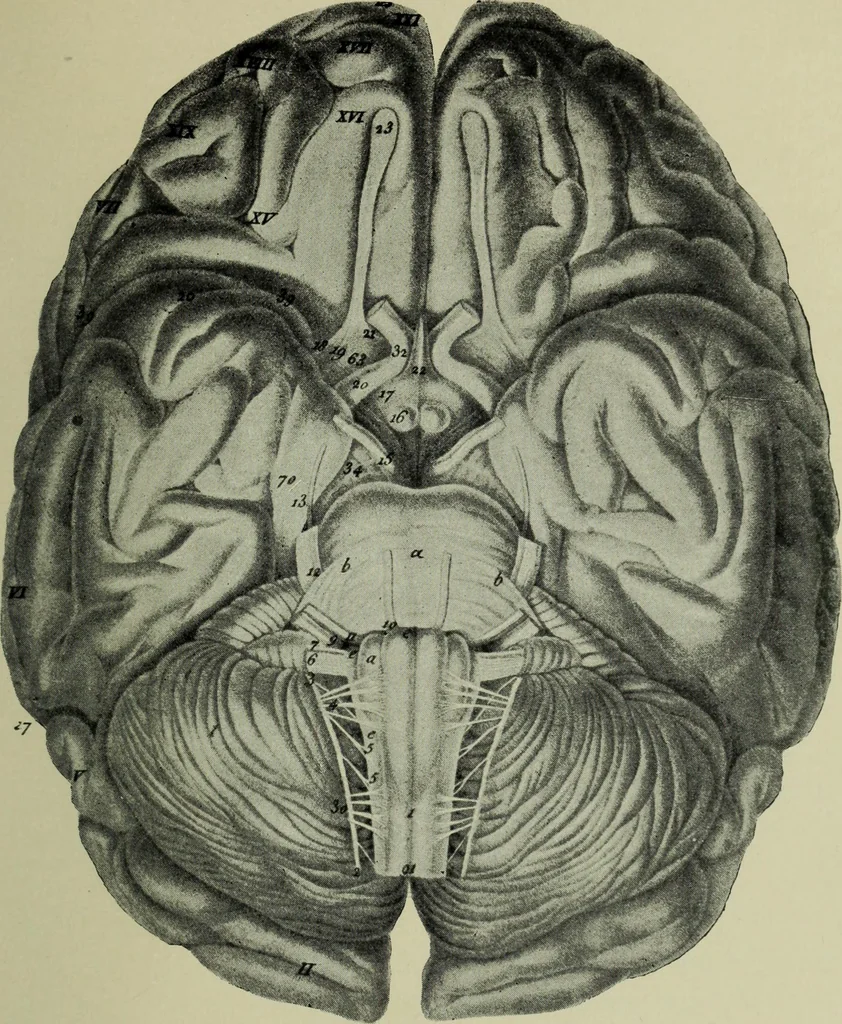 An illustration from The mental functions of the brain : an investigation into their localisation and their manifestation in health and disease, 1901, leaf 260