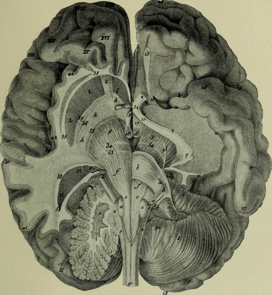 An illustration from The mental functions of the brain : an investigation into their localisation and their manifestation in health and disease, 1901, leaf 276