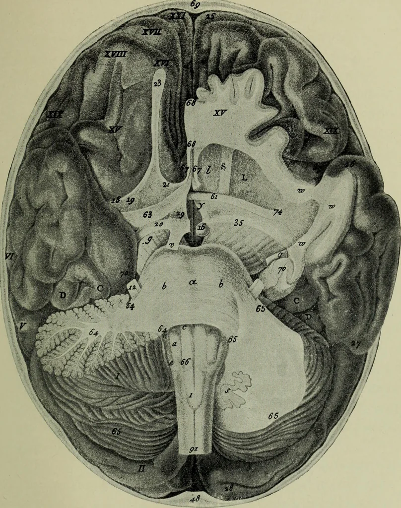 An illustration from The mental functions of the brain : an investigation into their localisation and their manifestation in health and disease, 1901, leaf 298
