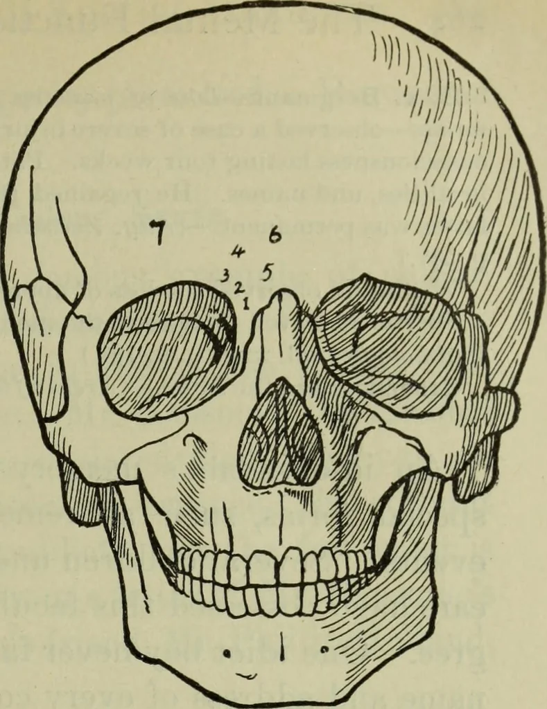 An illustration from The mental functions of the brain : an investigation into their localisation and their manifestation in health and disease, 1901, leaf 306