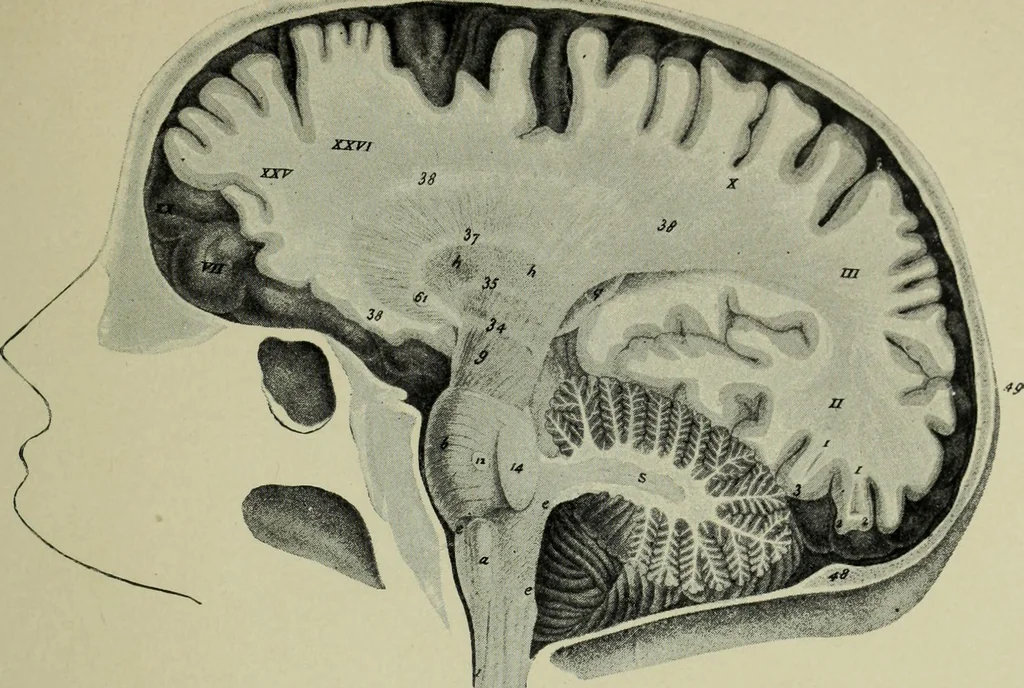 An illustration from The mental functions of the brain : an investigation into their localisation and their manifestation in health and disease, 1901, leaf 348