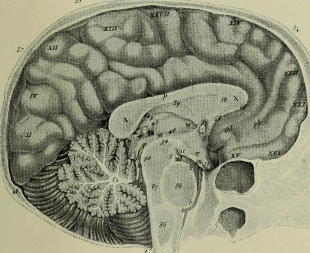 An illustration from The mental functions of the brain : an investigation into their localisation and their manifestation in health and disease, 1901, leaf 348