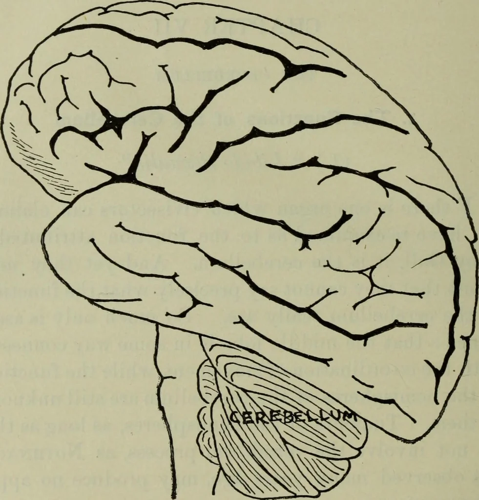 An illustration from The mental functions of the brain : an investigation into their localisation and their manifestation in health and disease, 1901, leaf 353