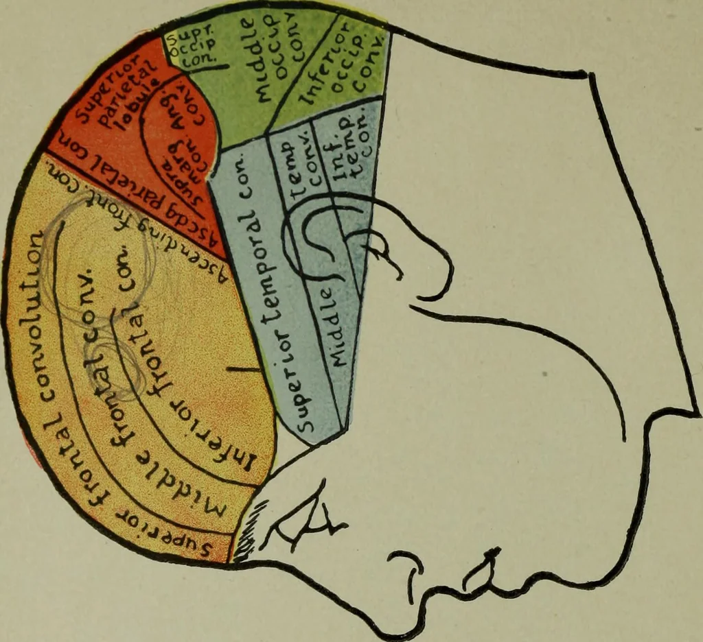An illustration from The mental functions of the brain : an investigation into their localisation and their manifestation in health and disease, 1901, leaf 5
