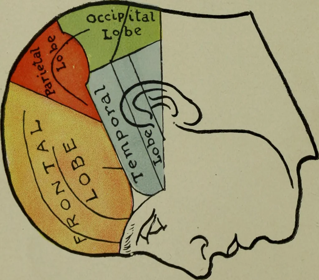 An illustration from The mental functions of the brain : an investigation into their localisation and their manifestation in health and disease, 1901, leaf 5