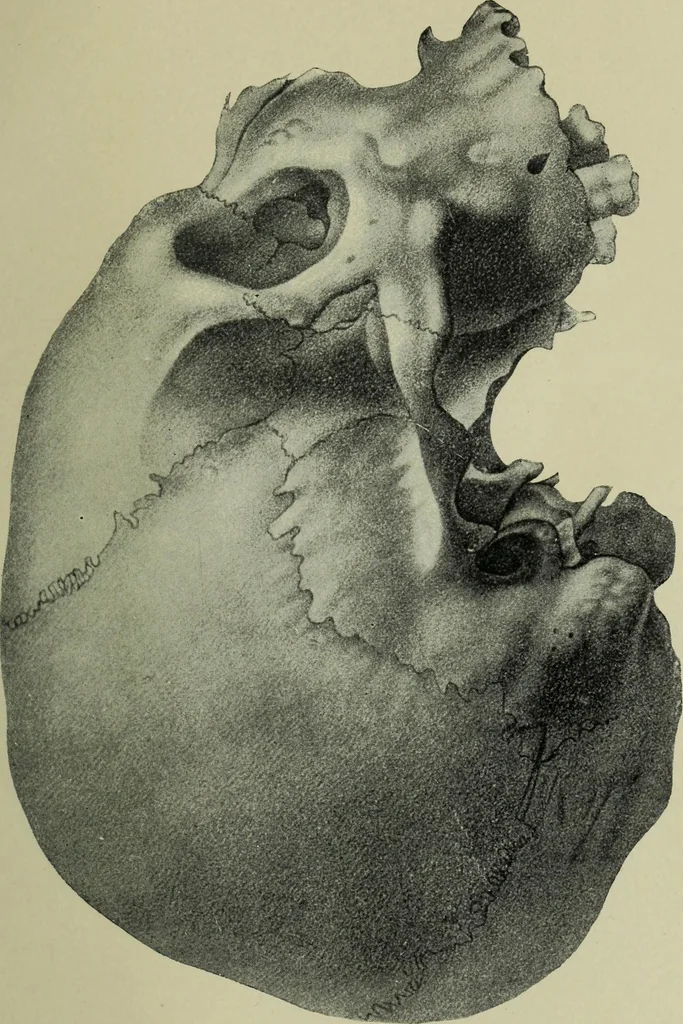 An illustration from The mental functions of the brain : an investigation into their localisation and their manifestation in health and disease, 1901, leaf 62