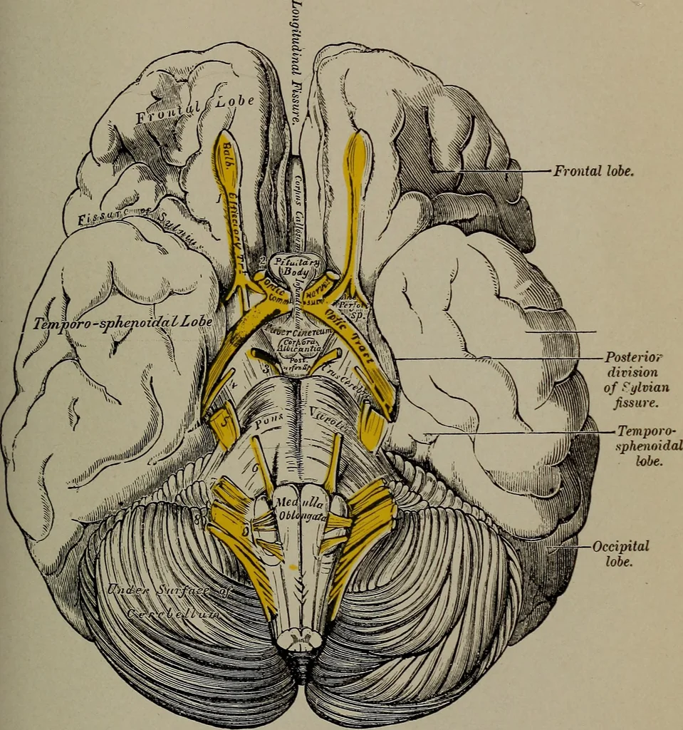 An illustration from Mental and physical ease and supremacy;, 1914, leaf 258
