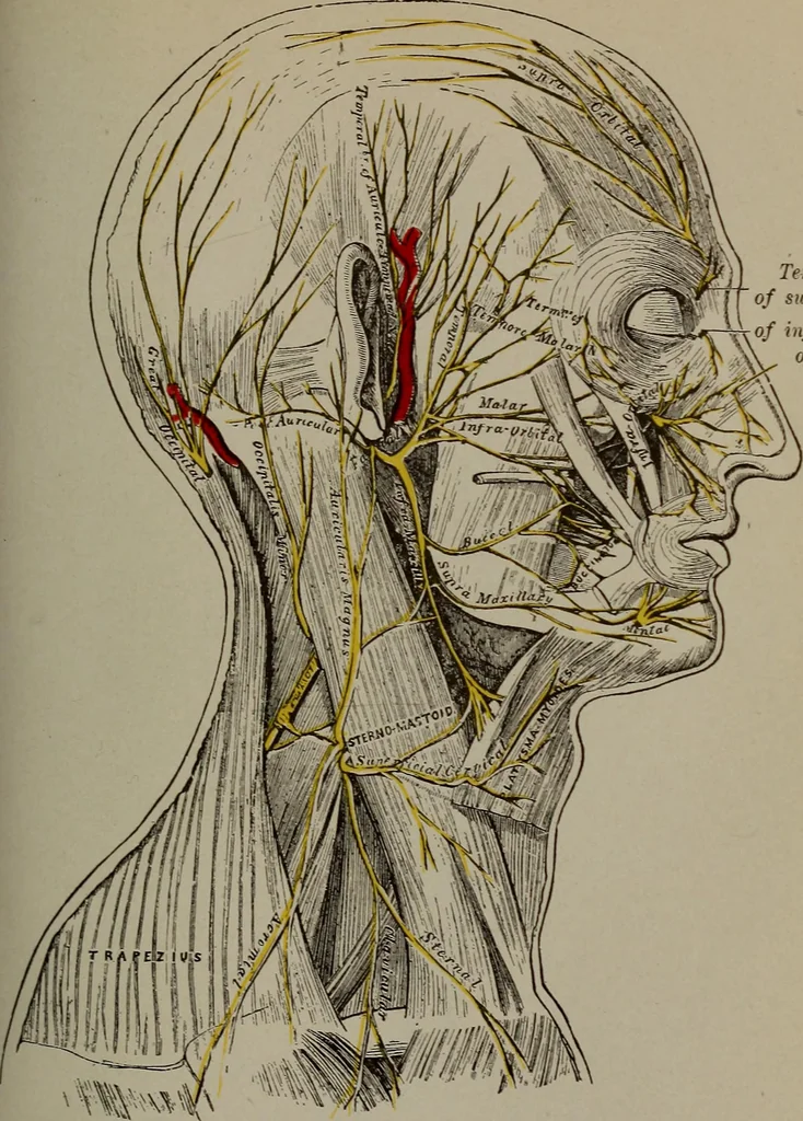 An illustration from Mental and physical ease and supremacy;, 1914, leaf 260