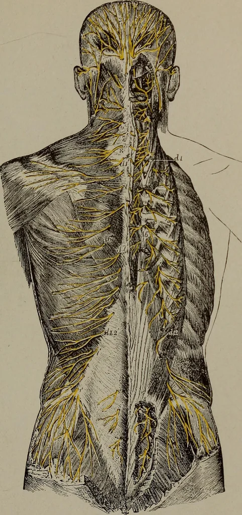 An illustration from Mental and physical ease and supremacy;, 1914, leaf 264