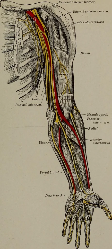 An illustration from Mental and physical ease and supremacy;, 1914, leaf 266