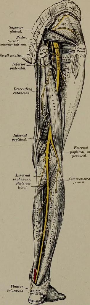An illustration from Mental and physical ease and supremacy;, 1914, leaf 268