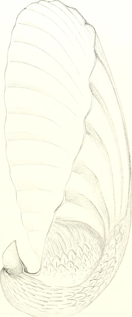 An illustration from Metallgefässe, 1901, leaf 90