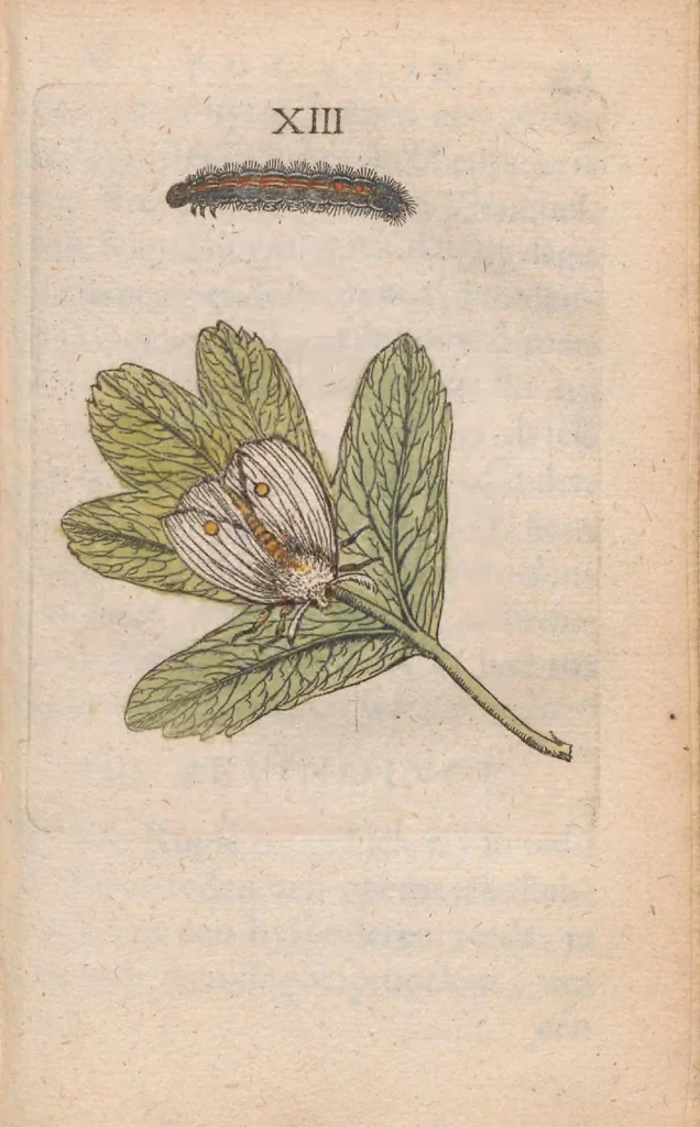 An illustration from Metamorphosis naturalis, ofte historische beschryvinghe van den oirspronck, aerd, eygenschappen ende vreemde veranderinghen der wormen, rupsen, maeden, vliegen, witjens, byen, motten en dierghelijcke dierkens meer; niet uyt eenighe boecken, maer alleenelijck door eygen ervarentheydt uytgevonden, beschreven, ende na de konst afgeteyckent, 1662, leaf 115