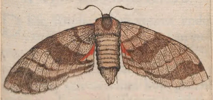An illustration from Metamorphosis naturalis, ofte historische beschryvinghe van den oirspronck, aerd, eygenschappen ende vreemde veranderinghen der wormen, rupsen, maeden, vliegen, witjens, byen, motten en dierghelijcke dierkens meer; niet uyt eenighe boecken, maer alleenelijck door eygen ervarentheydt uytgevonden, beschreven, ende na de konst afgeteyckent, 1662, leaf 151