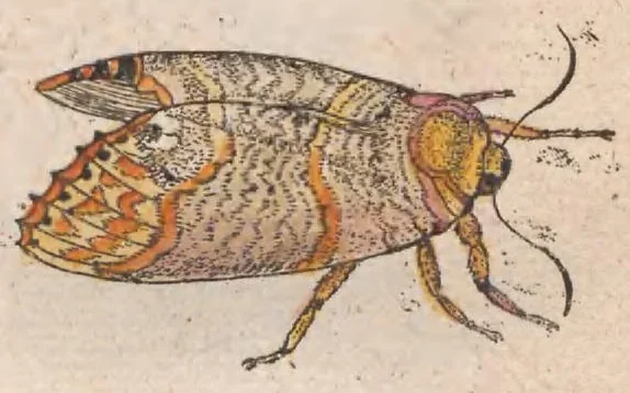 An illustration from Metamorphosis naturalis, ofte historische beschryvinghe van den oirspronck, aerd, eygenschappen ende vreemde veranderinghen der wormen, rupsen, maeden, vliegen, witjens, byen, motten en dierghelijcke dierkens meer; niet uyt eenighe boecken, maer alleenelijck door eygen ervarentheydt uytgevonden, beschreven, ende na de konst afgeteyckent, 1662, leaf 187