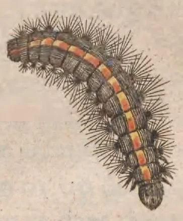 An illustration from Metamorphosis naturalis, ofte historische beschryvinghe van den oirspronck, aerd, eygenschappen ende vreemde veranderinghen der wormen, rupsen, maeden, vliegen, witjens, byen, motten en dierghelijcke dierkens meer; niet uyt eenighe boecken, maer alleenelijck door eygen ervarentheydt uytgevonden, beschreven, ende na de konst afgeteyckent, 1662, leaf 199