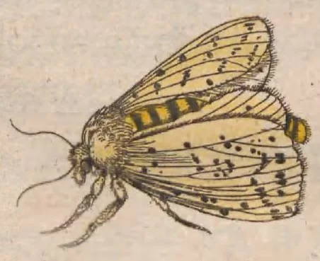 An illustration from Metamorphosis naturalis, ofte historische beschryvinghe van den oirspronck, aerd, eygenschappen ende vreemde veranderinghen der wormen, rupsen, maeden, vliegen, witjens, byen, motten en dierghelijcke dierkens meer; niet uyt eenighe boecken, maer alleenelijck door eygen ervarentheydt uytgevonden, beschreven, ende na de konst afgeteyckent, 1662, leaf 199