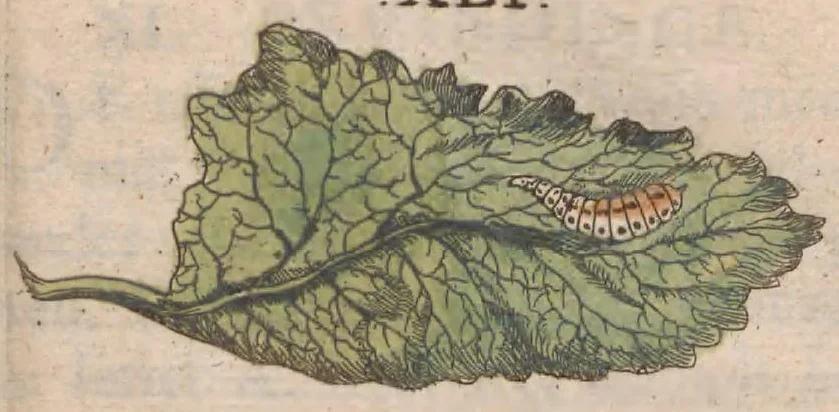 An illustration from Metamorphosis naturalis, ofte historische beschryvinghe van den oirspronck, aerd, eygenschappen ende vreemde veranderinghen der wormen, rupsen, maeden, vliegen, witjens, byen, motten en dierghelijcke dierkens meer; niet uyt eenighe boecken, maer alleenelijck door eygen ervarentheydt uytgevonden, beschreven, ende na de konst afgeteyckent, 1662, leaf 207