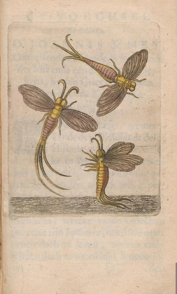 An illustration from Metamorphosis naturalis, ofte historische beschryvinghe van den oirspronck, aerd, eygenschappen ende vreemde veranderinghen der wormen, rupsen, maeden, vliegen, witjens, byen, motten en dierghelijcke dierkens meer; niet uyt eenighe boecken, maer alleenelijck door eygen ervarentheydt uytgevonden, beschreven, ende na de konst afgeteyckent, 1662, leaf 325