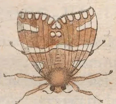 An illustration from Metamorphosis naturalis, ofte historische beschryvinghe van den oirspronck, aerd, eygenschappen ende vreemde veranderinghen der wormen, rupsen, maeden, vliegen, witjens, byen, motten en dierghelijcke dierkens meer; niet uyt eenighe boecken, maer alleenelijck door eygen ervarentheydt uytgevonden, beschreven, ende na de konst afgeteyckent, 1662, leaf 523