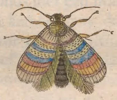 An illustration from Metamorphosis naturalis, ofte historische beschryvinghe van den oirspronck, aerd, eygenschappen ende vreemde veranderinghen der wormen, rupsen, maeden, vliegen, witjens, byen, motten en dierghelijcke dierkens meer; niet uyt eenighe boecken, maer alleenelijck door eygen ervarentheydt uytgevonden, beschreven, ende na de konst afgeteyckent, 1662, leaf 533