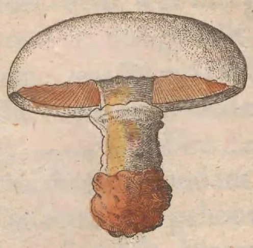 An illustration from Metamorphosis naturalis, ofte historische beschryvinghe van den oirspronck, aerd, eygenschappen ende vreemde veranderinghen der wormen, rupsen, maeden, vliegen, witjens, byen, motten en dierghelijcke dierkens meer; niet uyt eenighe boecken, maer alleenelijck door eygen ervarentheydt uytgevonden, beschreven, ende na de konst afgeteyckent, 1662, leaf 729